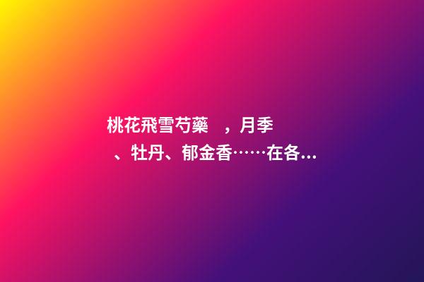桃花飛雪芍藥，月季、牡丹、郁金香……在各色花海里遇見初戀般的浪漫